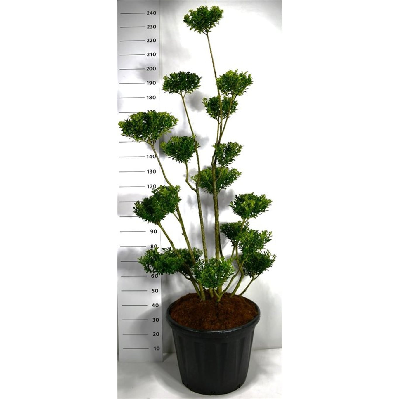 Järnek – Ilex maximowicziana kanehirae - 150-175 CM Bonsai Cont.